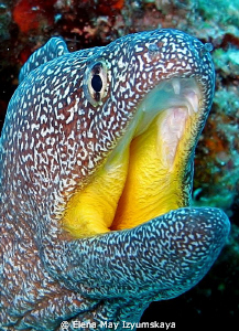 Yellow-mouth-mo-ray's-smile ;) by Elena May Izyumskaya 